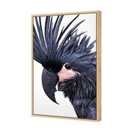 Squark the Black Cockatoo