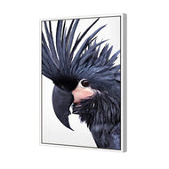Squark the Black Cockatoo