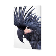 Squark the Black Cockatoo