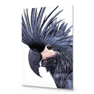 Squark the Black Cockatoo