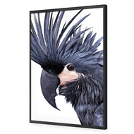 Squark the Black Cockatoo