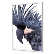 Squark the Black Cockatoo