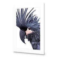 Squark the Black Cockatoo
