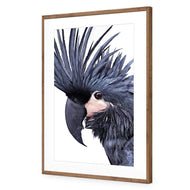 Squark the Black Cockatoo