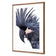 Squark the Black Cockatoo