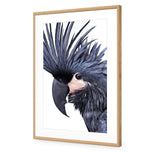 Squark the Black Cockatoo