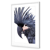 Squark the Black Cockatoo