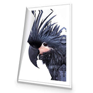 Squark the Black Cockatoo