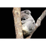 Sam the Sleepy Koala