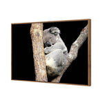 Sam the Sleepy Koala