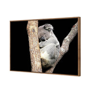 Sam the Sleepy Koala