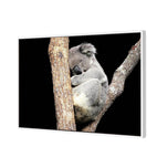 Sam the Sleepy Koala