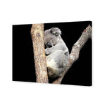 Sam the Sleepy Koala