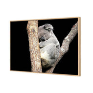 Sam the Sleepy Koala