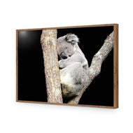 Sam the Sleepy Koala