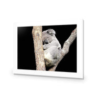 Sam the Sleepy Koala