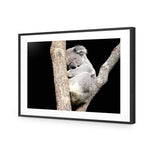 Sam the Sleepy Koala