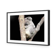 Sam the Sleepy Koala