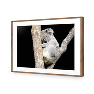 Sam the Sleepy Koala