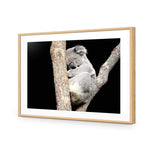 Sam the Sleepy Koala