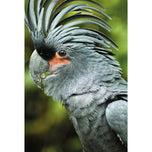 Percy the Palm Cockatoo, Left