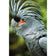 Percy the Palm Cockatoo, Left