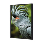 Percy the Palm Cockatoo, Left