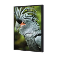 Percy the Palm Cockatoo, Left