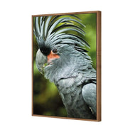 Percy the Palm Cockatoo, Left