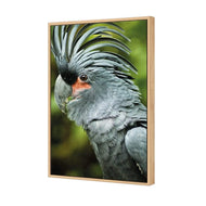 Percy the Palm Cockatoo, Left
