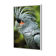 Percy the Palm Cockatoo, Left