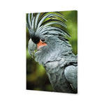 Percy the Palm Cockatoo, Left