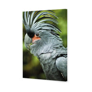Percy the Palm Cockatoo, Left
