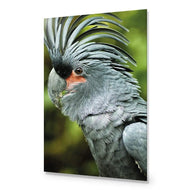 Percy the Palm Cockatoo, Left