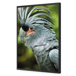 Percy the Palm Cockatoo, Left