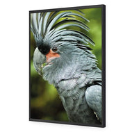 Percy the Palm Cockatoo, Left