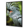 Percy the Palm Cockatoo, Left