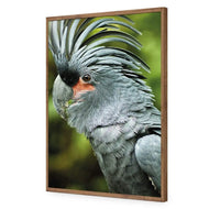 Percy the Palm Cockatoo, Left