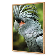 Percy the Palm Cockatoo, Left