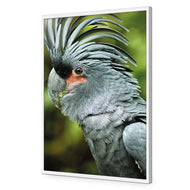 Percy the Palm Cockatoo, Left
