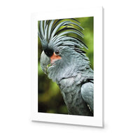 Percy the Palm Cockatoo, Left