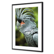 Percy the Palm Cockatoo, Left