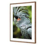 Percy the Palm Cockatoo, Left