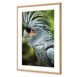 Percy the Palm Cockatoo, Left