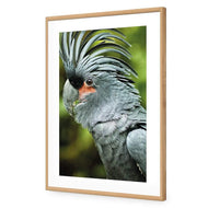 Percy the Palm Cockatoo, Left