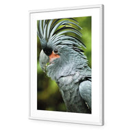 Percy the Palm Cockatoo, Left