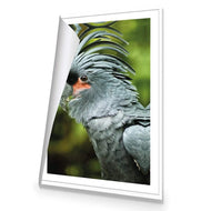 Percy the Palm Cockatoo, Left