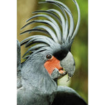 Percy the Palm Cockatoo, Right