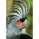 Percy the Palm Cockatoo, Right