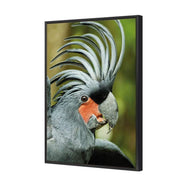 Percy the Palm Cockatoo, Right